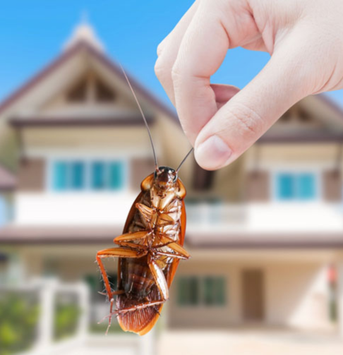 About Shabara Pest Control Services